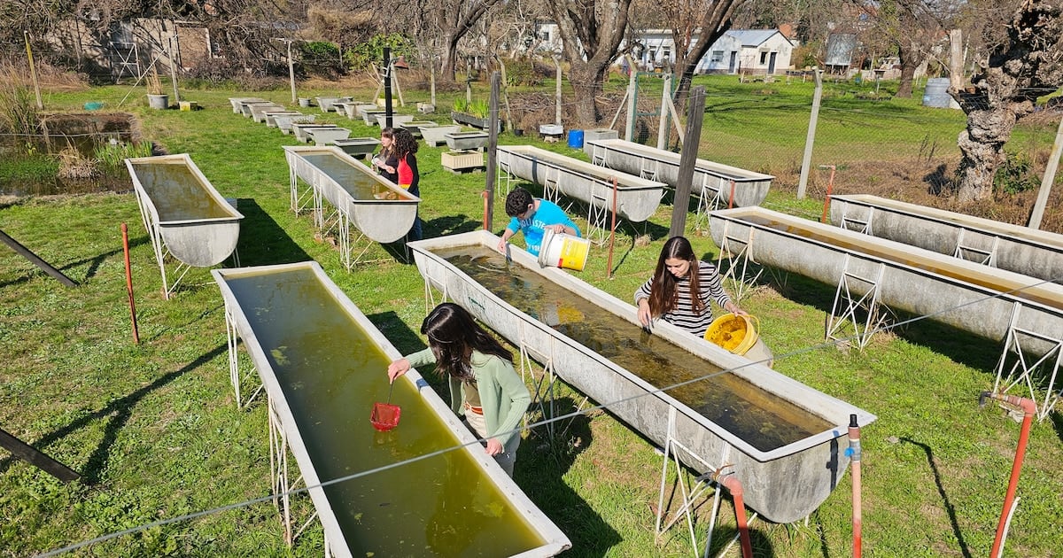 Veinte mil aliados diminutos: la cruzada de la UBA para combatir el dengue con peces nativos en los barrios porteños