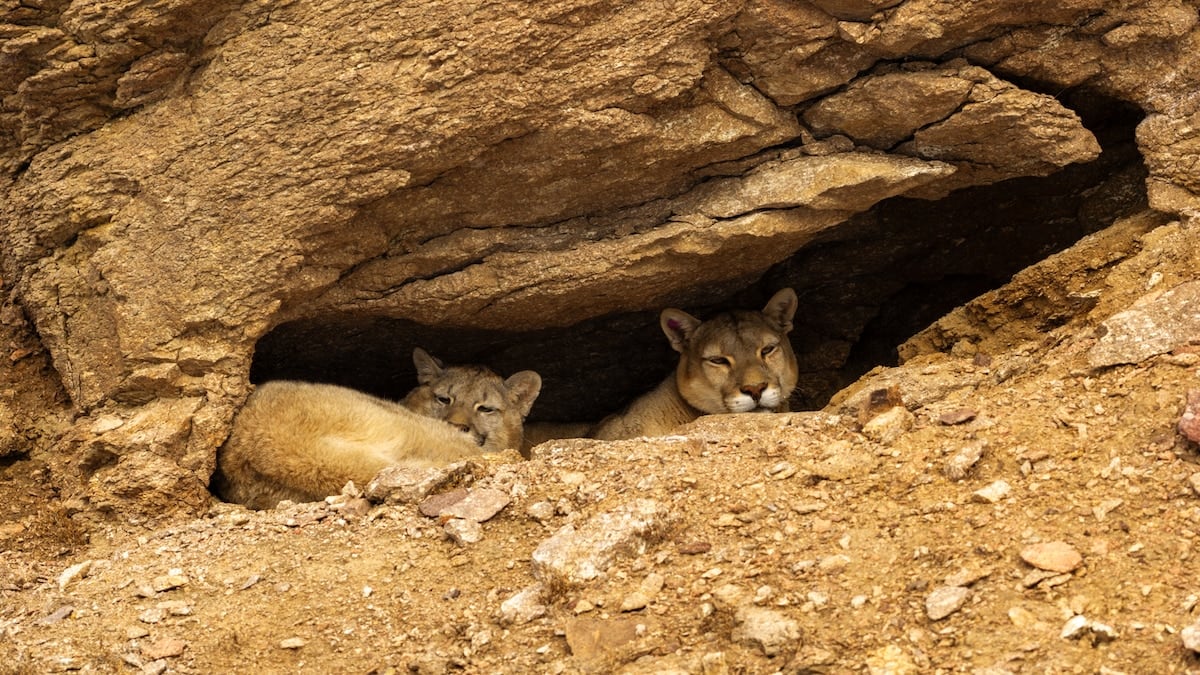 Rastrear al puma en la nieve: tres días de safari silencioso por la estepa que parte de Perito Moreno