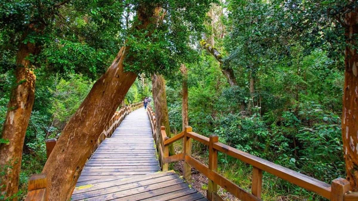 El bosque color canela que parece de otro mundo: cómo llegar al Bosque de Arrayanes desde Neuquén