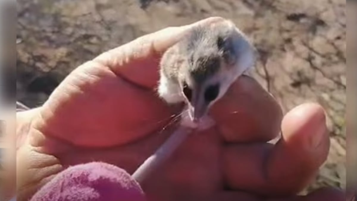 Una comadreja enana entre la leña y la duda de los vecinos: qué hacer cuando la fauna silvestre se cruza en la casa