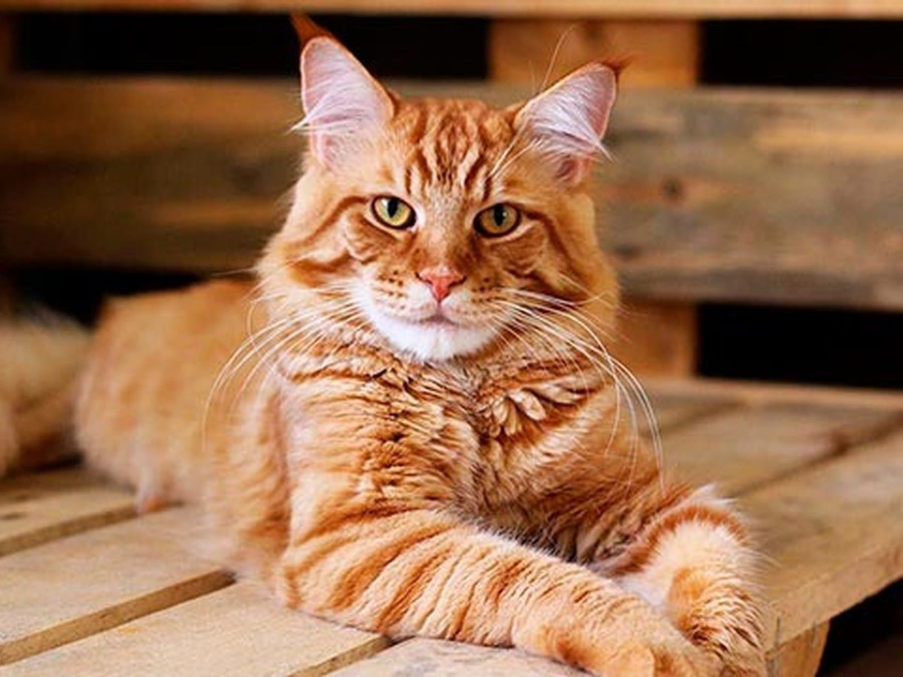 Más gatos en los departamentos argentinos: por qué crecen y qué piden los refugios para que la convivencia funcione