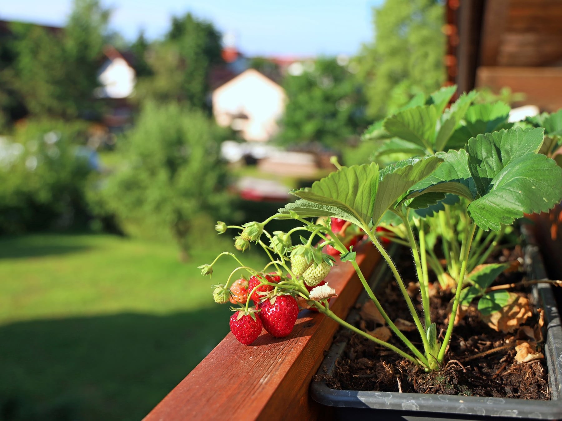 La huerta se muda al jardín: cómo mezclar verduras, aromáticas y flores sin perder la estética del patio