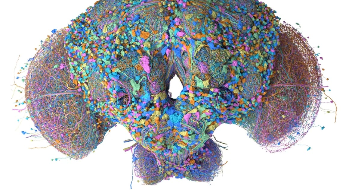 Le metieron el cerebro de una mosca a una computadora y la hicieron jugar al Doom: ¿en qué andan estos científicos?