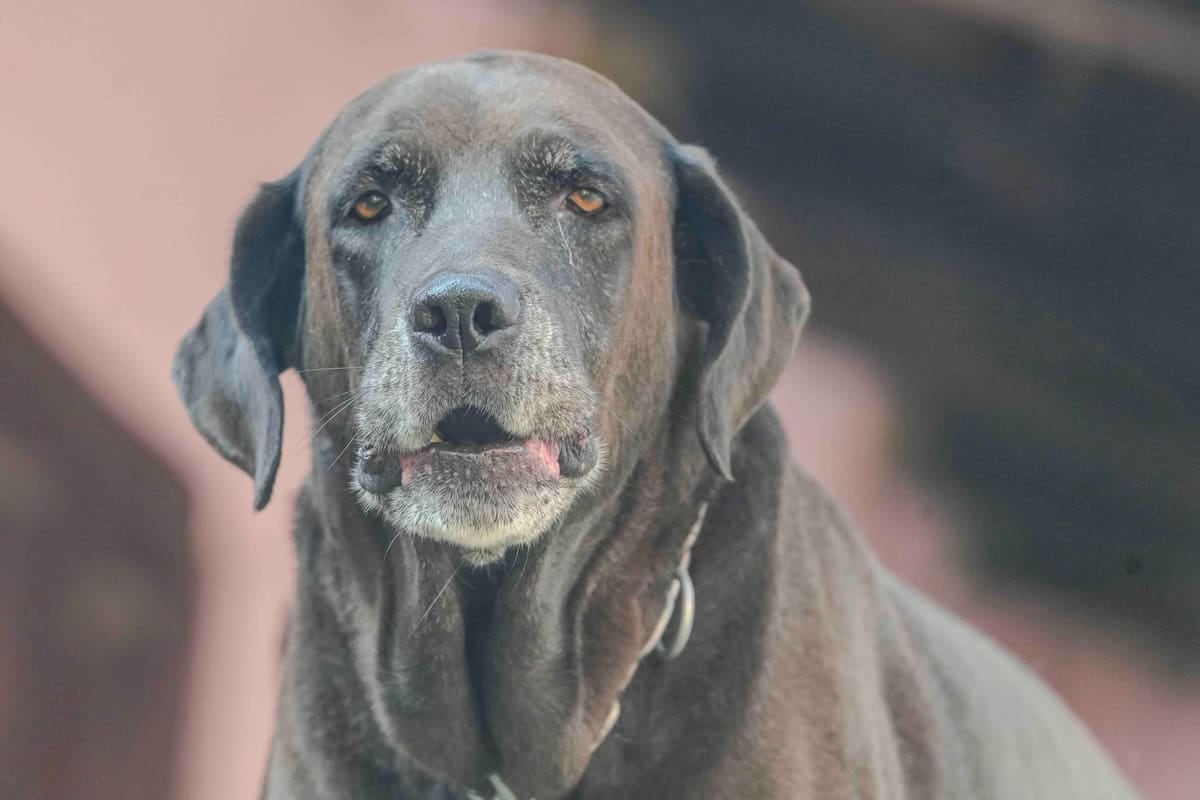 En El Chaltén, registrar una mascota se paga en litros de nafta: cómo funciona el esquema de módulos