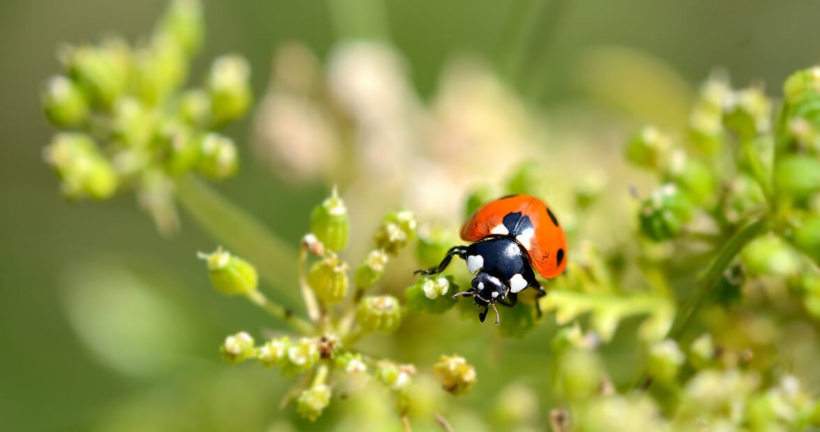 La huerta de casa se defiende con lo que hay en la alacena: recetas del INTA para un jardín sin químicos