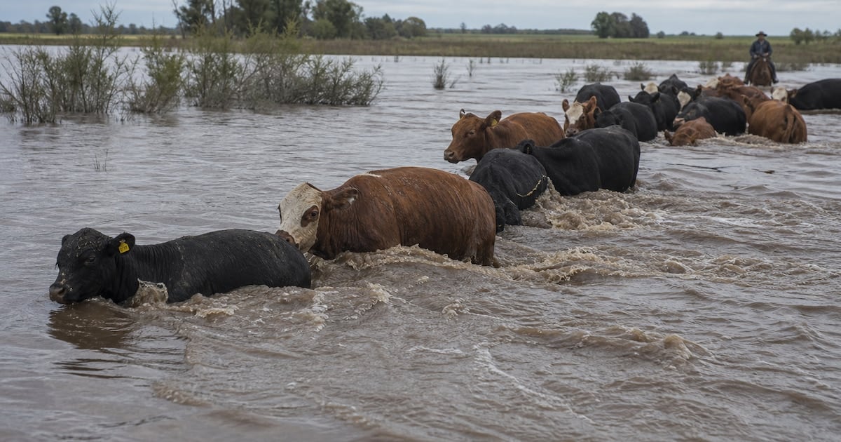 La bajante de hacienda en Corrientes empuja los valores en Cañuelas y se inscribe en un escenario mundial más ajustado