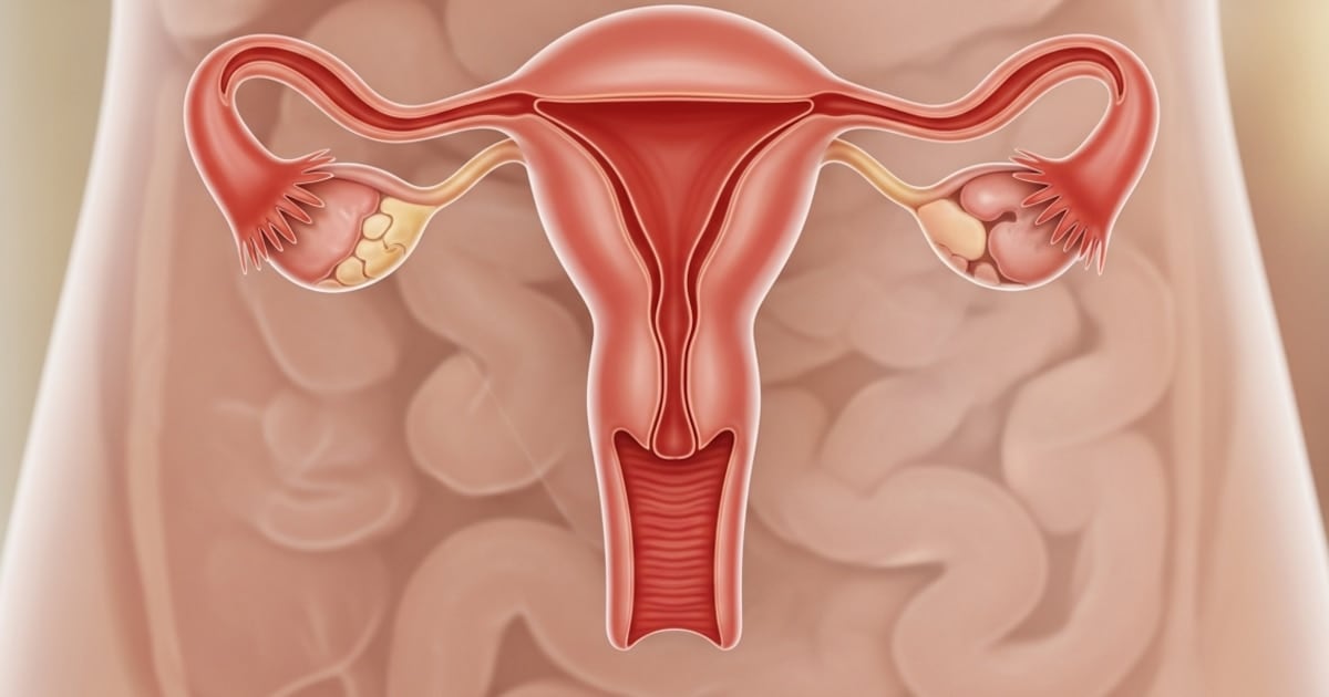 El ovario no se apaga: un estudio muestra que sigue activo décadas después de la menopausia