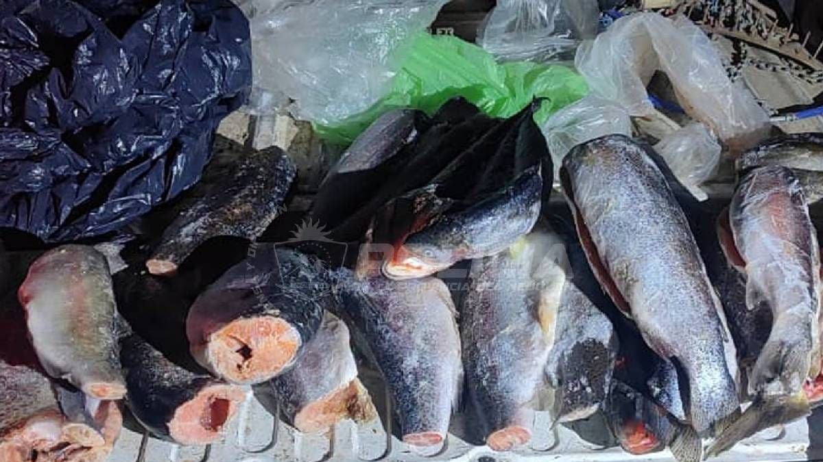 La ventana previa a la temporada de pesca en la Patagonia neuquina: qué se puede hacer y qué riesgos se corren
